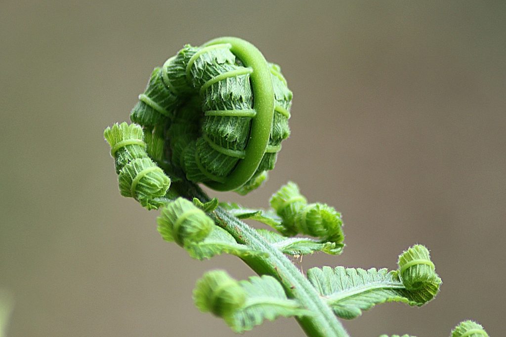 Fern unfolding showing the spiraling geometry of the plant. Vibrant green furn leaves unfurling. From advanced cannabis